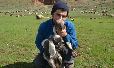 Koyun ve Kuzular Yeniden Meralarda