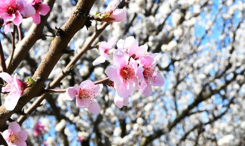 Lapseki'de Şeftali ve Nektarin Rekoltesi İçin Umut Verici Çiçeklenme