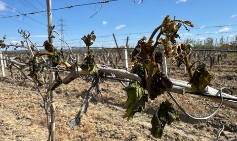 Manisa'da Zirai Don Uyarısı ve Tarım Hasarı