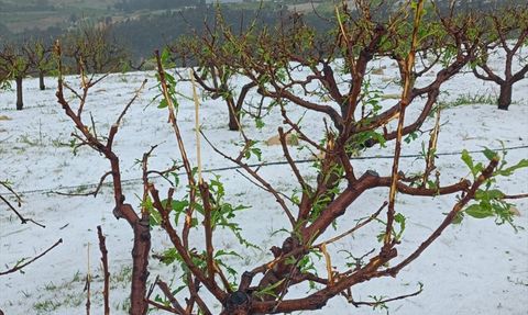 Mersin'de Dolu Felaketi: Tarım Arazileri Zarar Gördü