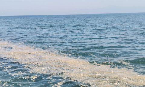 Mudanya Kıyılarında Müsilaj Sorunu