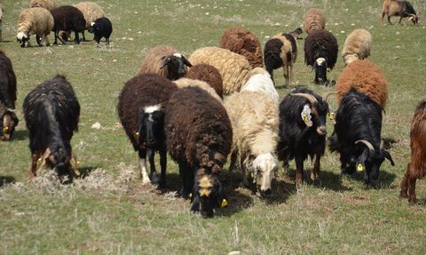 Muş'ta Küçükbaş Hayvanlar Meralara Çıkarıldı