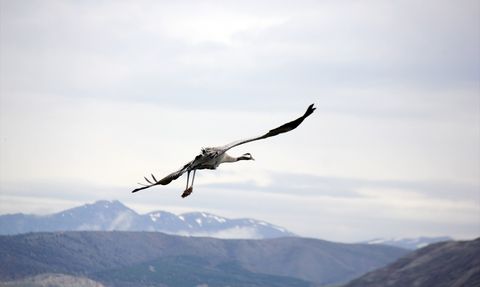 Nesli Tehlike Altındaki Turnalar Sivas'ta Görüntülendi
