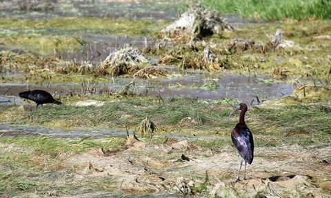 Nesli Tükenme Tehlikesi Altındaki Çeltikçi Kuşu Sivas'ta Görüntülendi