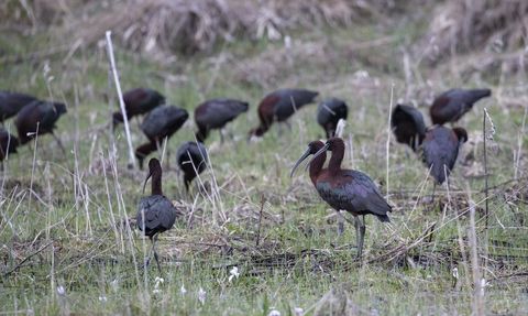 Nesli Tükenmekte Olan Çeltikçi Kuşları Tunceli'de Görüntülendi