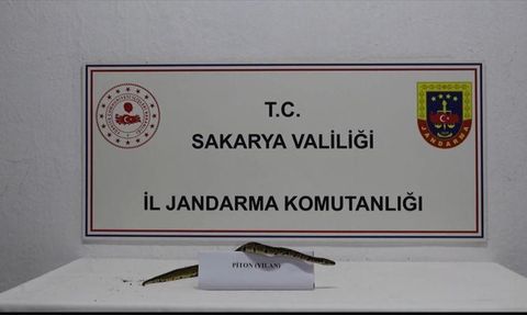 Sakarya'da Yasa Dışı Bulundurulan 'Kraliyet Pitonu' Ele Geçirildi