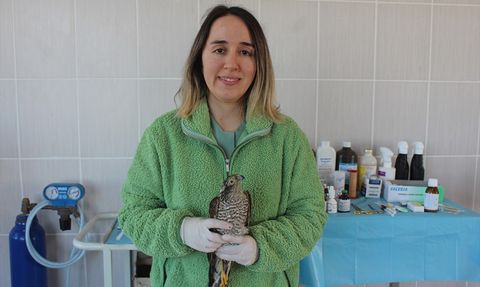 Samsun'da Enfekte Atmaca Tedavi Ediliyor