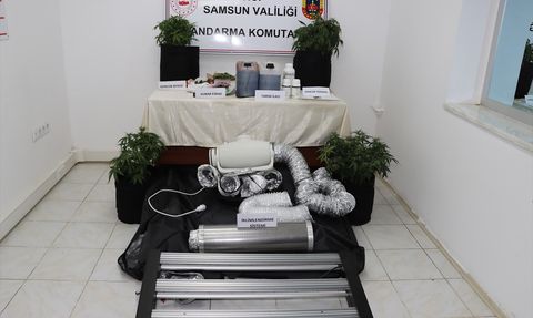 Samsun'da Kenevir Yetiştiren Şüpheli Yakalandı