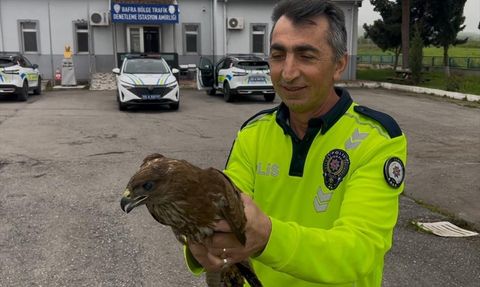 Samsun'da Yaralı Doğan Koruma Altına Alındı