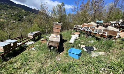 Sinop'ta Ayılar Arı Kovanlarına Saldırdı