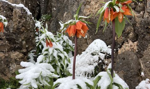 Şırnak'ta Ters Laleler Baharla Karşılaşıyor