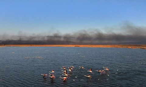 Sultan Sazlığı Milli Parkı'nda Yangın Alarmı