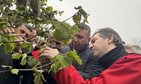 Tarım ve Orman Bakan Yardımcısı Bağcı Fındık Bahçelerini İnceledi
