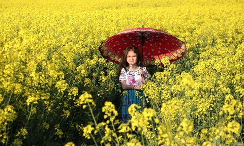Tekirdağ'da Kanola Tarlaları Doğa Aşıkları İçin Cennete Dönüşüyor