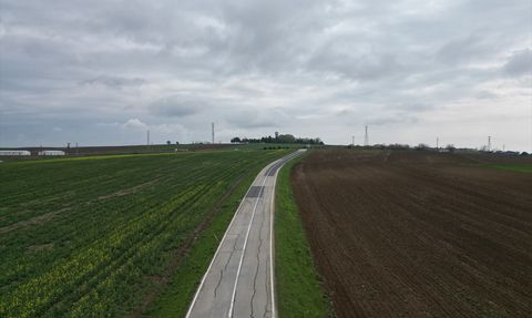 Tekirdağ'da Kuraklık Kanola Üreticilerini Zor Durumda Bıraktı