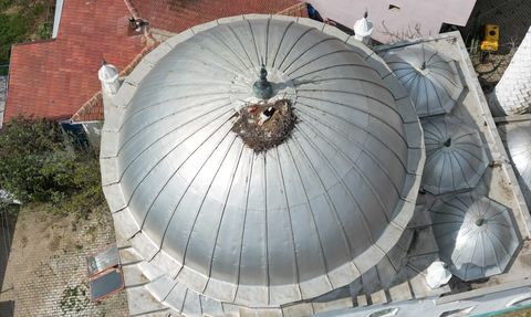 Tekirdağ'da Leyleklerin Efsanevi Yuva Geleneği