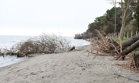 Terme Ovası'nda Kıyı Erozyonu Ağaçları Deviriyor