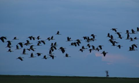 Tuz Gölü'nde Baharın Gelmesiyle Leylekler Mola Veriyor