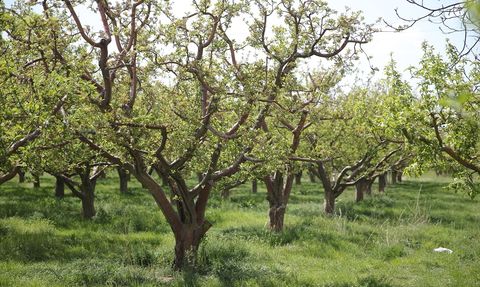TZOB Genel Başkanı Bayraktar, Niğde ve Kırşehir'de Zirai Dondan Zarar Gören Bahçeleri İnceledi