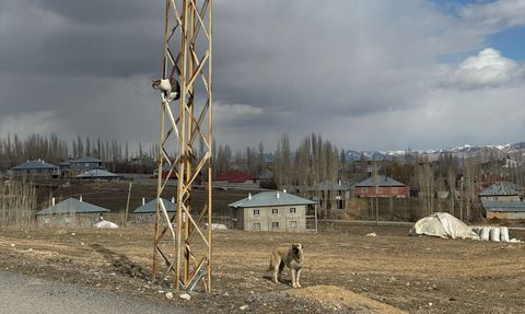 Van'da Kedi Direkte Mahsur Kaldı
