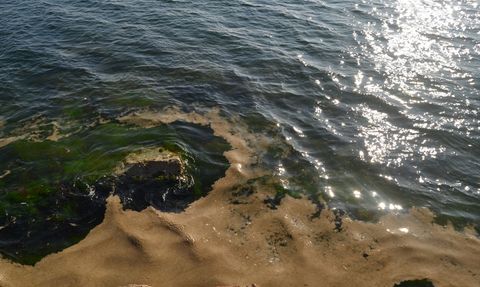 Yalova'nın Armutlu Kıyılarında Müsilaj Alarmı