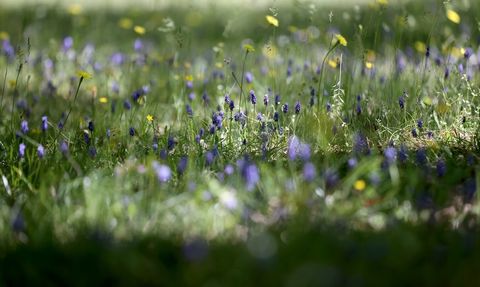 Yıldız Dağları'nda İlkbahar Güzellikleri