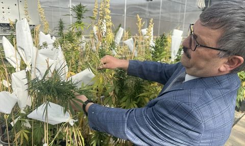 Yozgat'ta Yerli Kenevir Tohumu Islah Çalışmaları