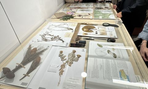 Anadolu'nun Bitki Mirası Sergisi Salt Beyoğlu'nda Açıldı