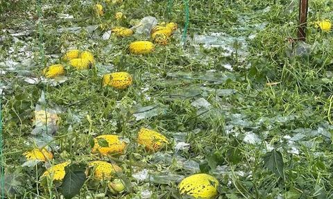 Antalya'da Sağanak ve Dolu Seraları Vurdu