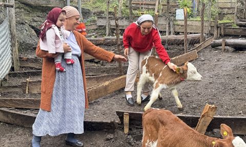 Artvin'de Dördüz Buzağı Heyecanı