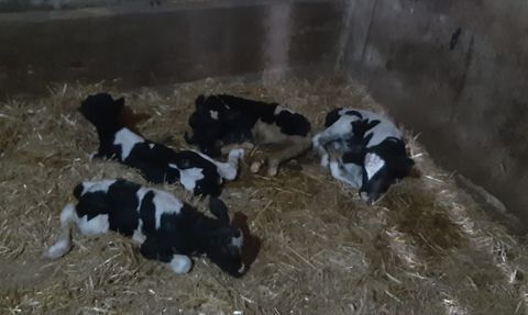 Balıkesir'de Eşsiz Doğum: 5 Buzağı