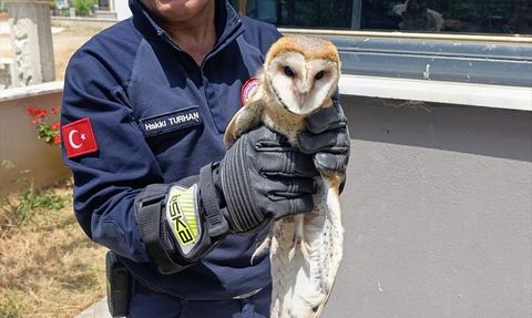 Balıkesir'de Yaralı Baykuş Kurtarıldı
