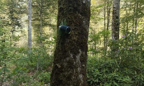 Bartın'da Karaca Yavrusu Annesiyle Buluştu