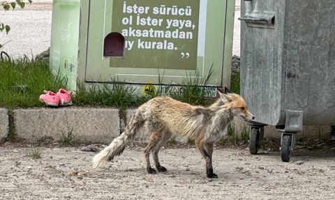 Bayburt'ta Şehir Merkezine İnen Tilki İşte Böyle Görüntülendi