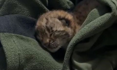 Bolu'da Yalnız Bulunan Vaşak Yavrusu Koruma Altına Alındı