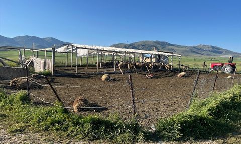 Burdur'da Kurt Saldırısı: 12 Koyun Telef Oldu, 20'si Yaralandı