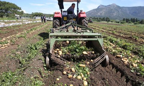 Datça'da Turfanda Patates Hasadı Başladı
