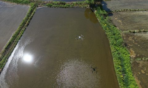 Düzce'de Coğrafi İşaretli Konuralp Pirinci Ekimi Yapıldı