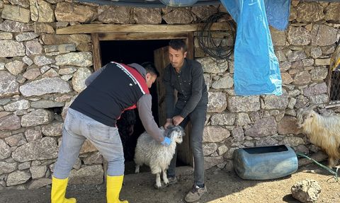 Hakkari'de Şap Hastalığıyla Mücadele İçin Aşılama Çalışmaları