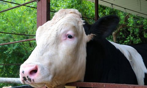 Hatay'da Besicilere Ücretsiz Tırnak Bakım Desteği