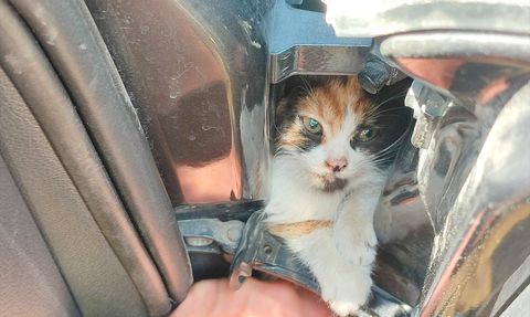 Hatay'da Kedi Yavrusu İtfaiye Ekiplerince Kurtarıldı