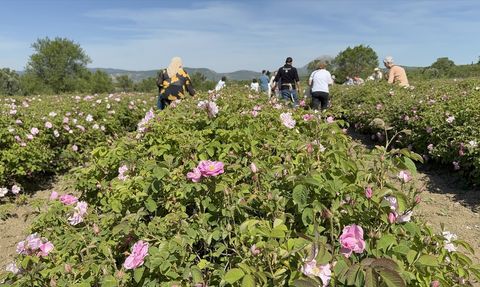 Isparta'da Gül Hasadı Sezonu Başladı