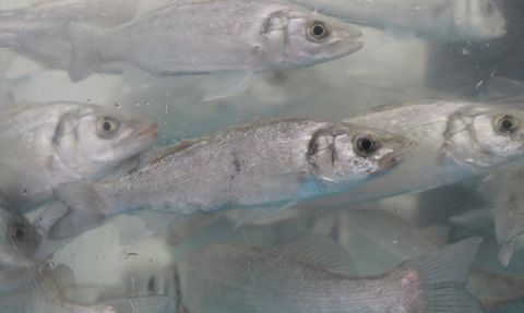 İzmit Körfezi'nde Biyoçeşitlilik İçin 6 Bin Balık Salındı