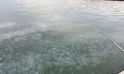 Karadeniz'de Denizanası Varlığı Artıyor