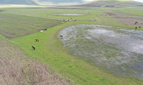 Kars'ta Yılkı Atları Doğada Görüntülendi