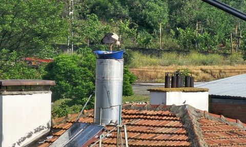 Kastamonu'da Leyleklerin Yuvası Yeniden Yapıldı