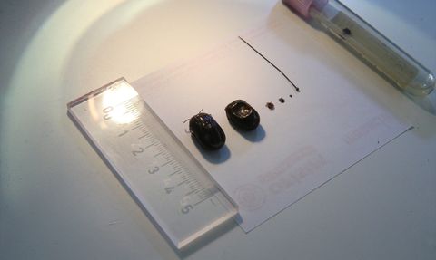 Kene Tehdidine Karşı Dikkat!