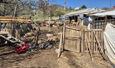 Kırıkkale'de Kurt Saldırısı: 25 Küçükbaş Hayvan Telef Oldu