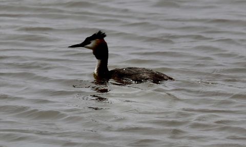 Kızılırmak Deltası: Göçmen Kuşların Vazgeçilmezi