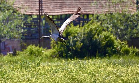 Kızılırmak Deltası'nda Turnaların Üreme Dönemi İzleniyor